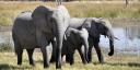 Elefantes - 