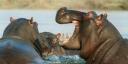 Hipopótamos - 