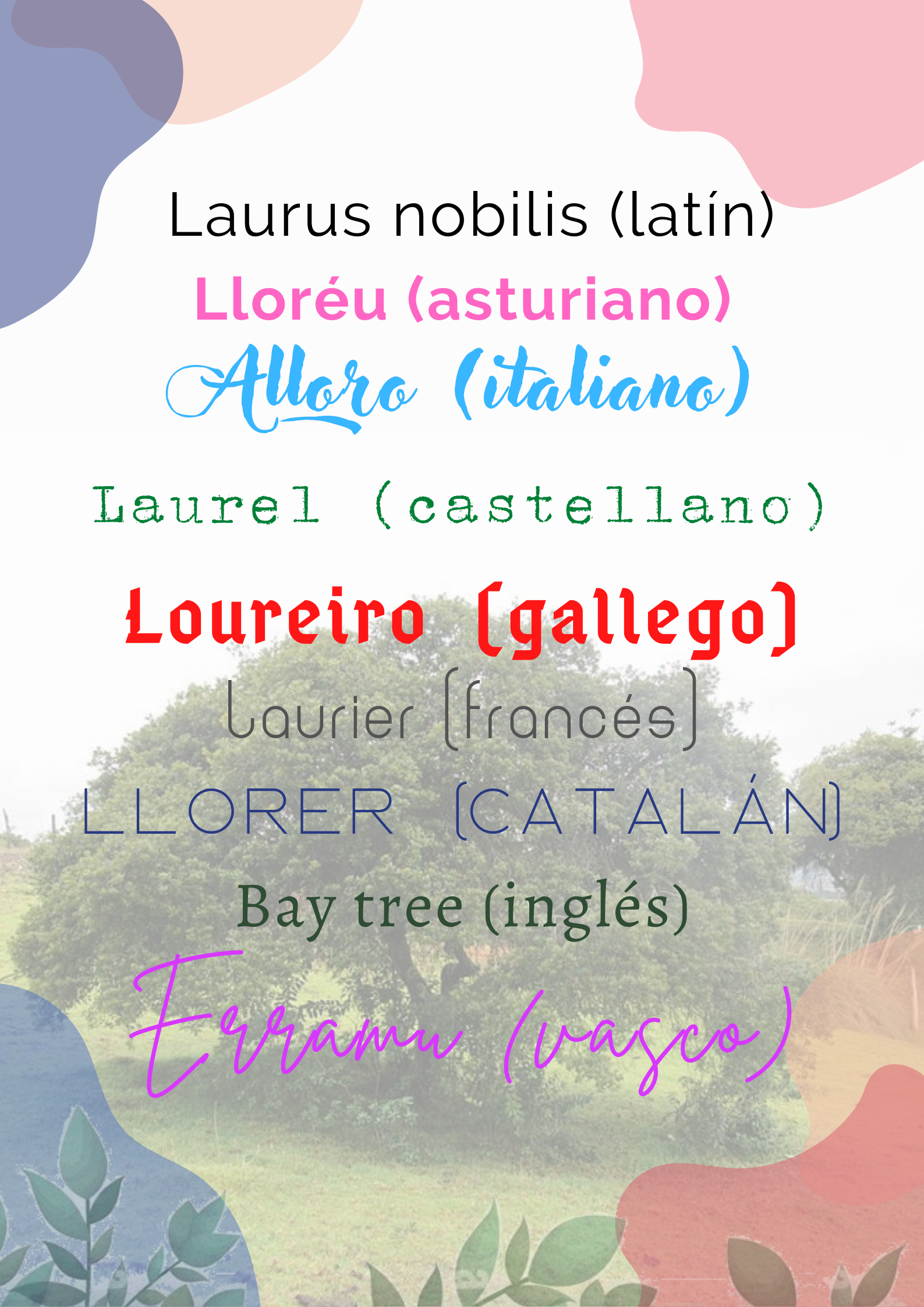 Etimología de la palabra Lloréu