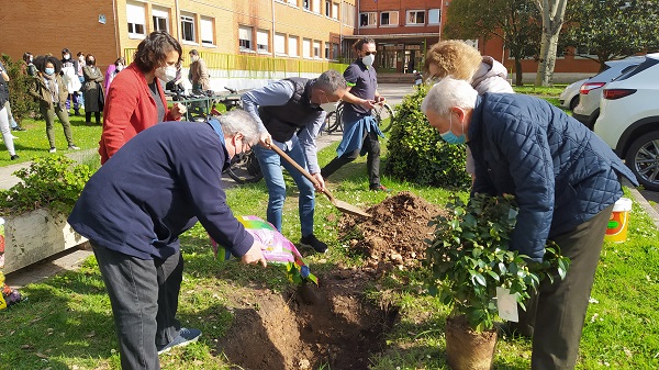 Plantando el camelio